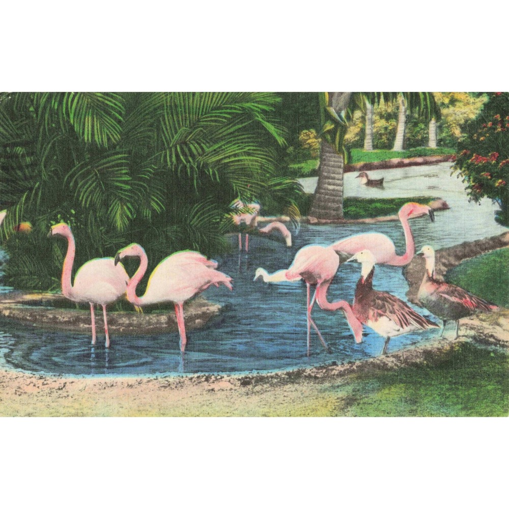 Vtg Graceful Flamingos Florida Linen Postcard Tropical Birds Fort Myers Beach